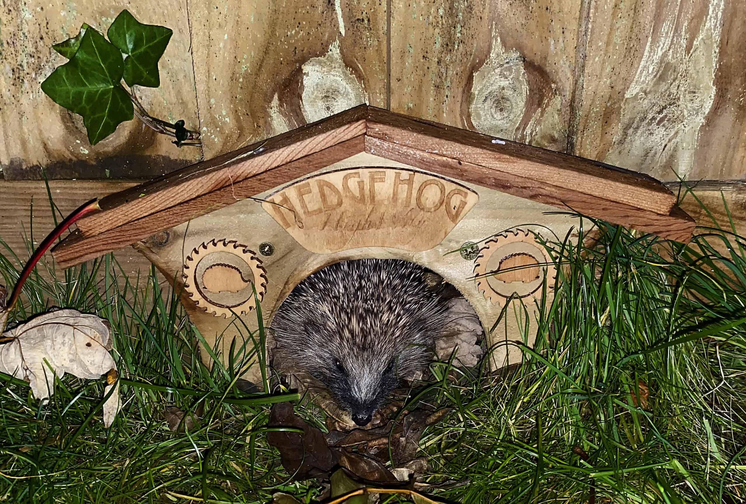 How to save hedgehogs The BV