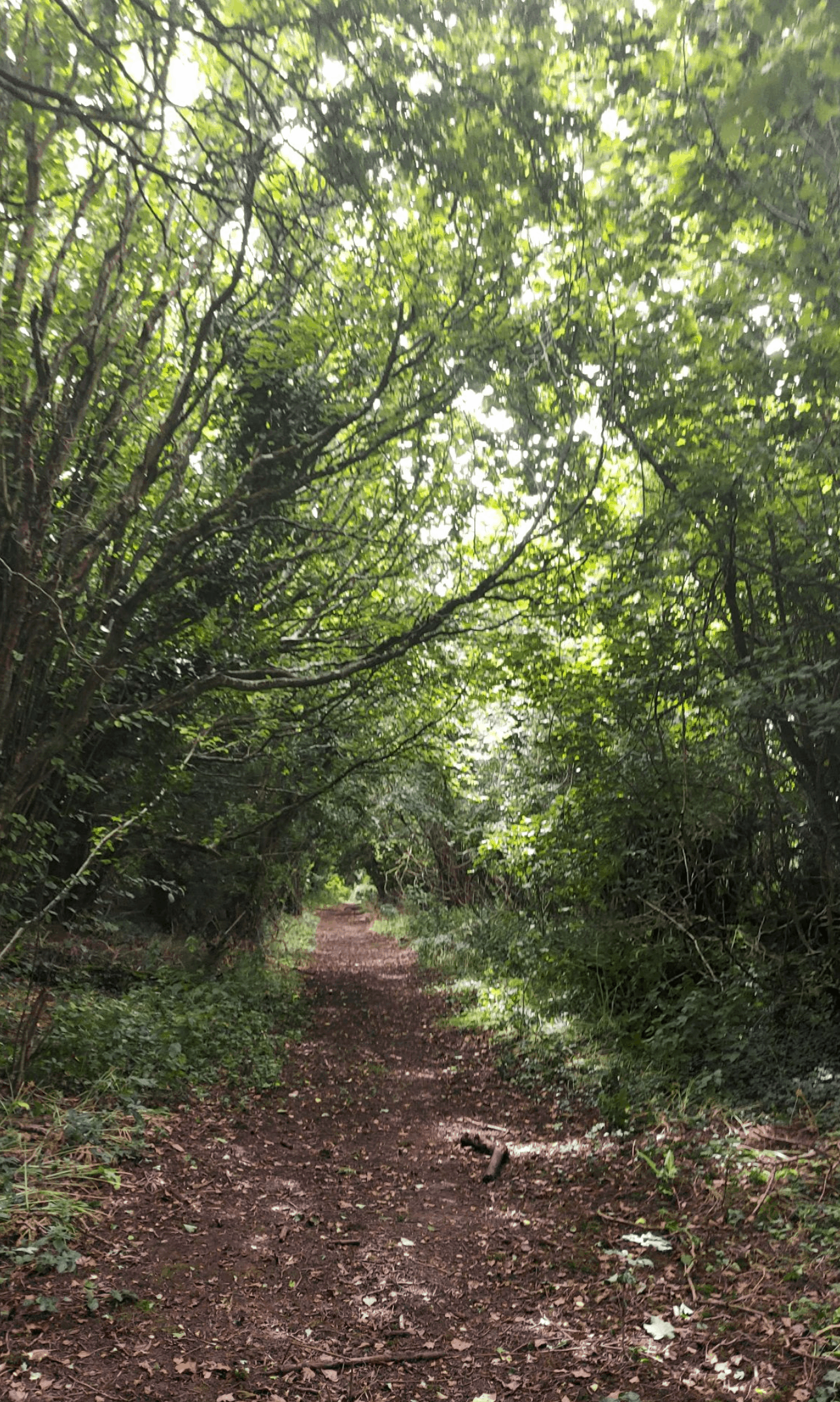 Ansty Circular via Cheselbourne, Gallow's Corner & Dorset Gap