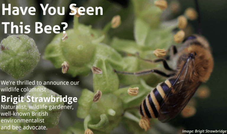 Have You Seen This Bee?