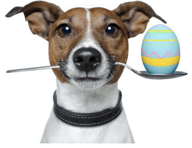 A Vet’s Voice | The Easter Bunny & the chocolate Easter Egg.