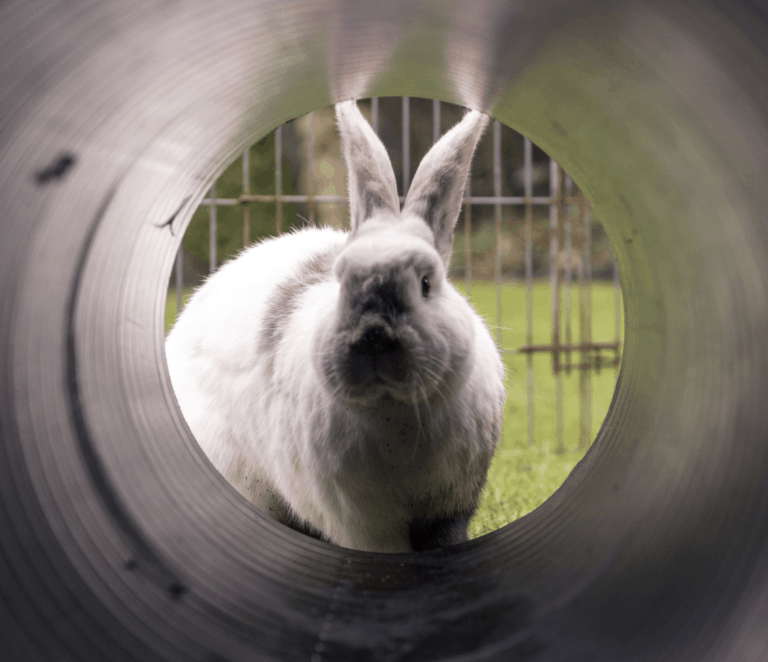 Rabbits: No cuddles, more space, never alone … they’re not the pet you probably thought they were.