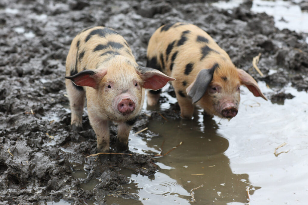 Oxford Sandy and Black piglets in mud - image Courtenay Hitchcock BV Magazine April 2023