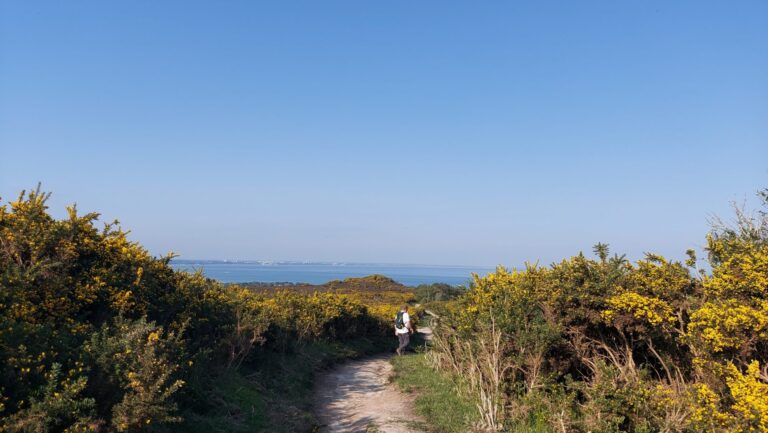 Beautifully quiet Studland heath walk | your choice, up to 13 miles