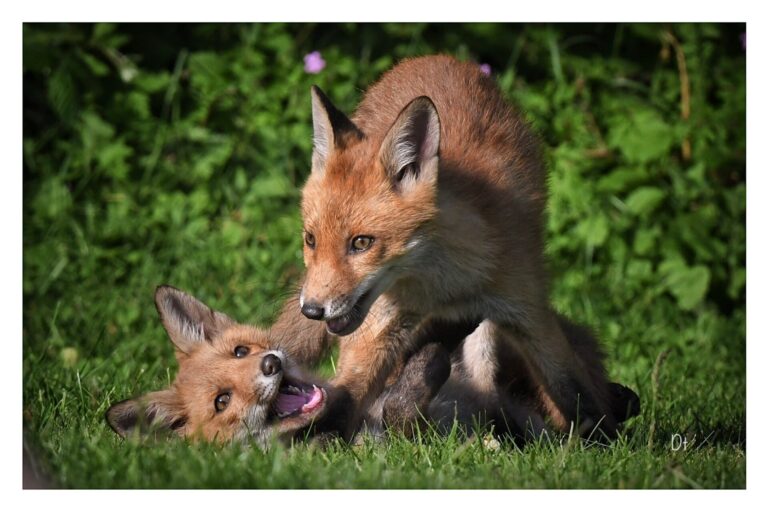 BV magazine cover june 23 with foxes playing in a Dorset garden