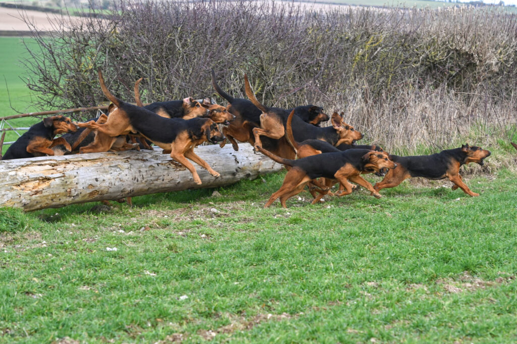 clean boot hunting bloodhounds
