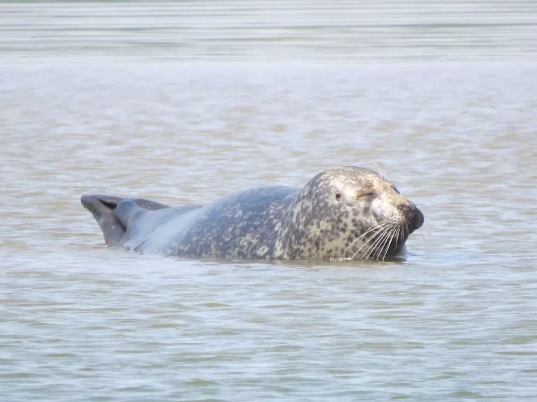 From Seals to Skies, via some cheese: Dorset Stories