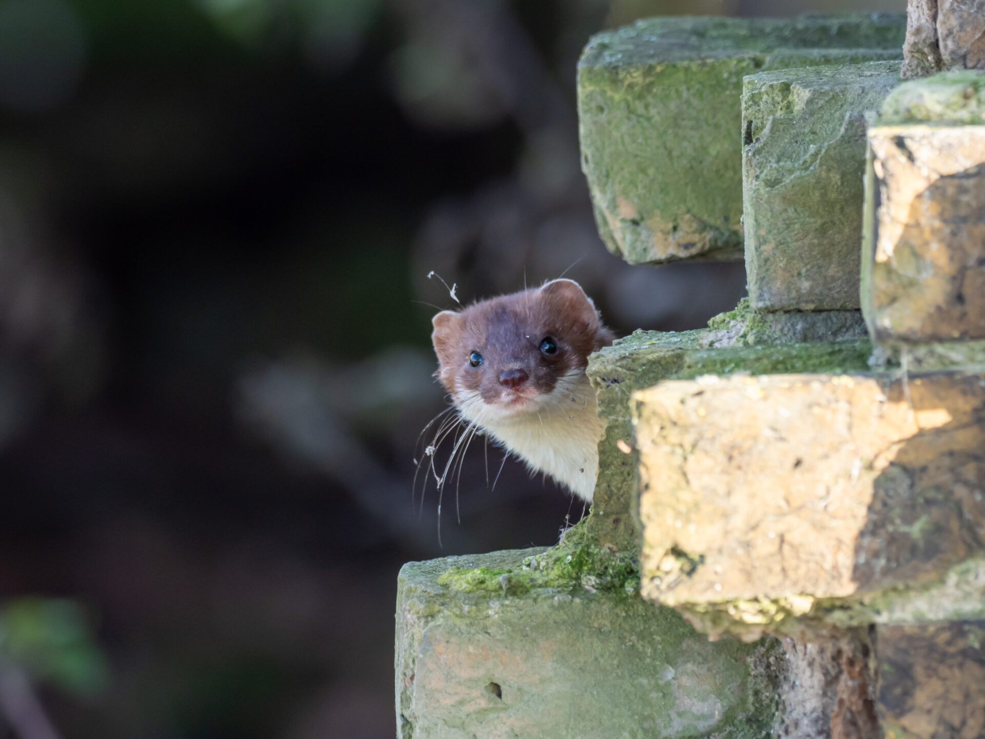 A Weasel Is Weasily Identifiable Whereas A Stoat Is Stoatally